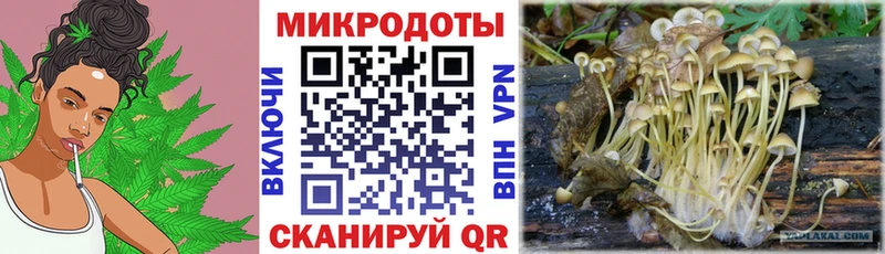 Галлюциногенные грибы Psilocybine cubensis  Елец 